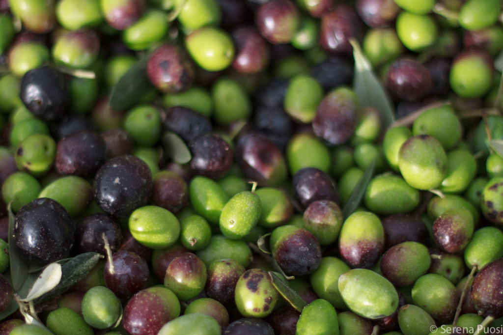 olive_laudemio