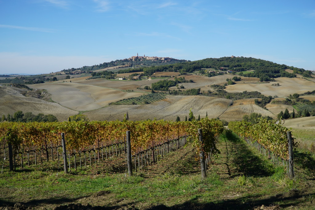 Filari in Val d'Orcia