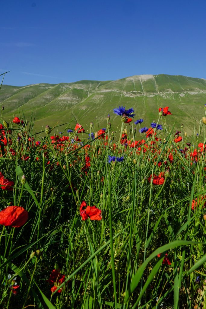 Castelluccio-di-Norcia