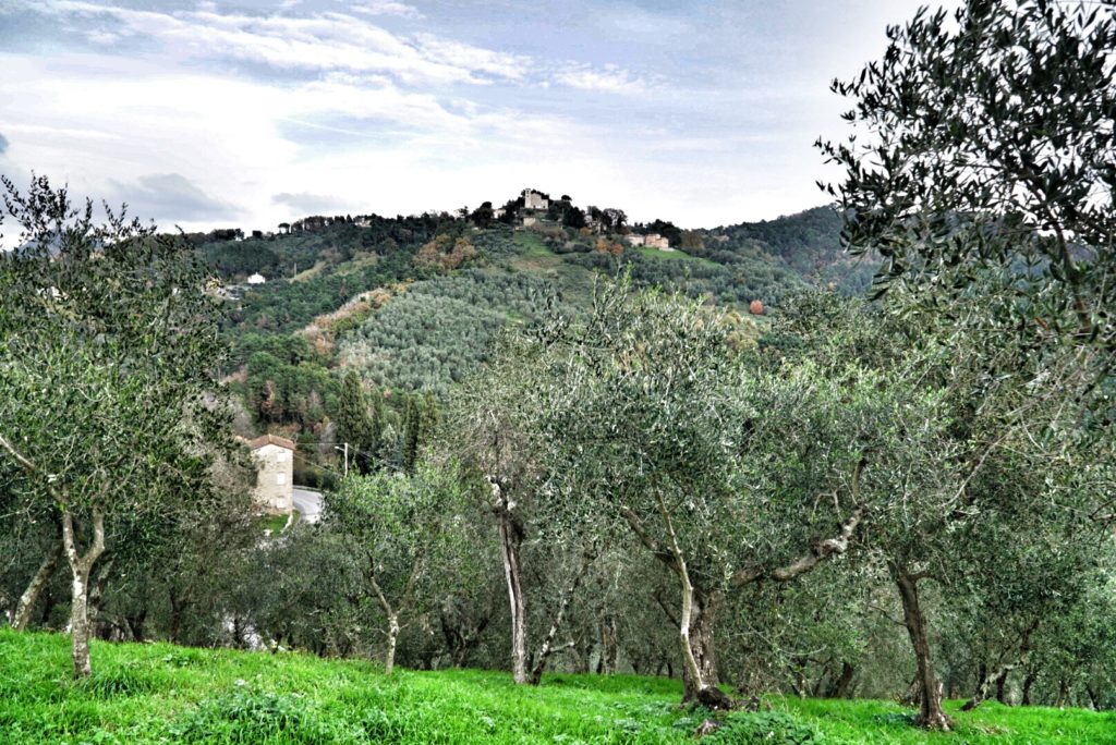 betuscan olivi betuscan-olivi