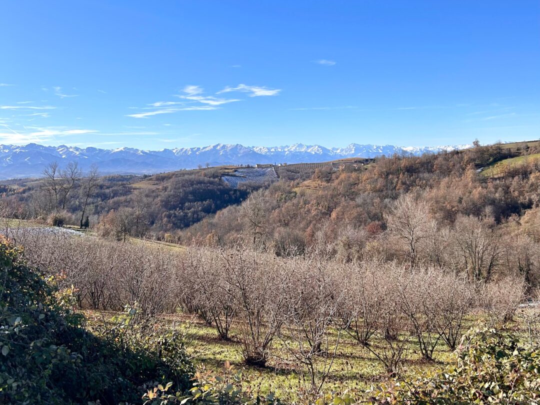 nocciole piemonte